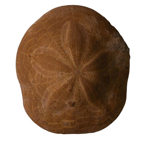 Sea urchin (C. aegyptiacus). Joaquín Meco collection