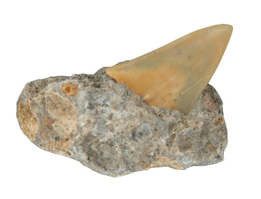 Shark tooth (C. hastalis). Joaquín Meco collection