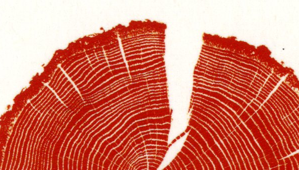 Imagen de sección de corteza de tronco de árbol en color rojo