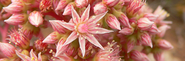 Fotografía rectangular en color de multitud de flores de color rosa y blanco, de la forescencia de una aeonium percarneum 
