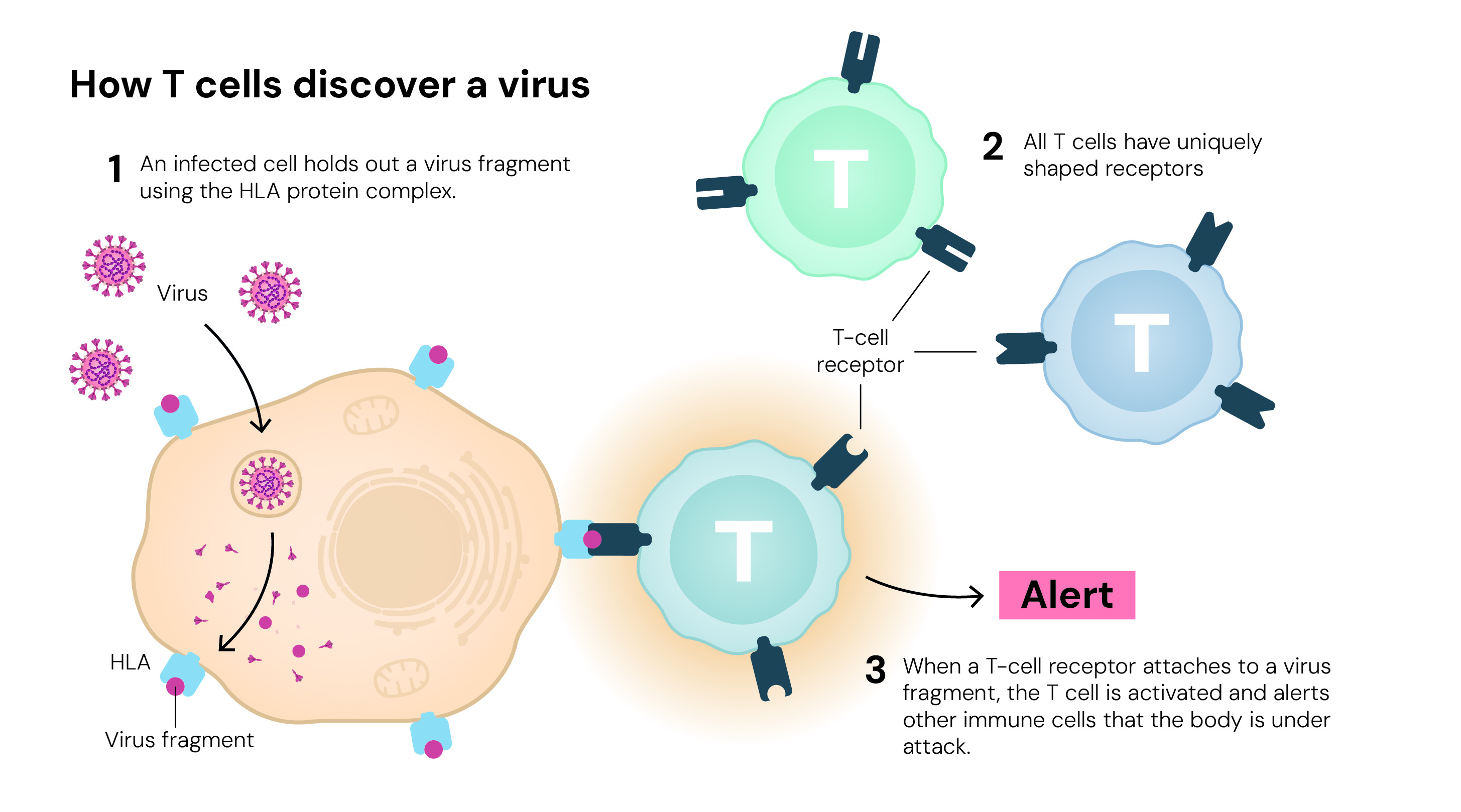 How T-Cells