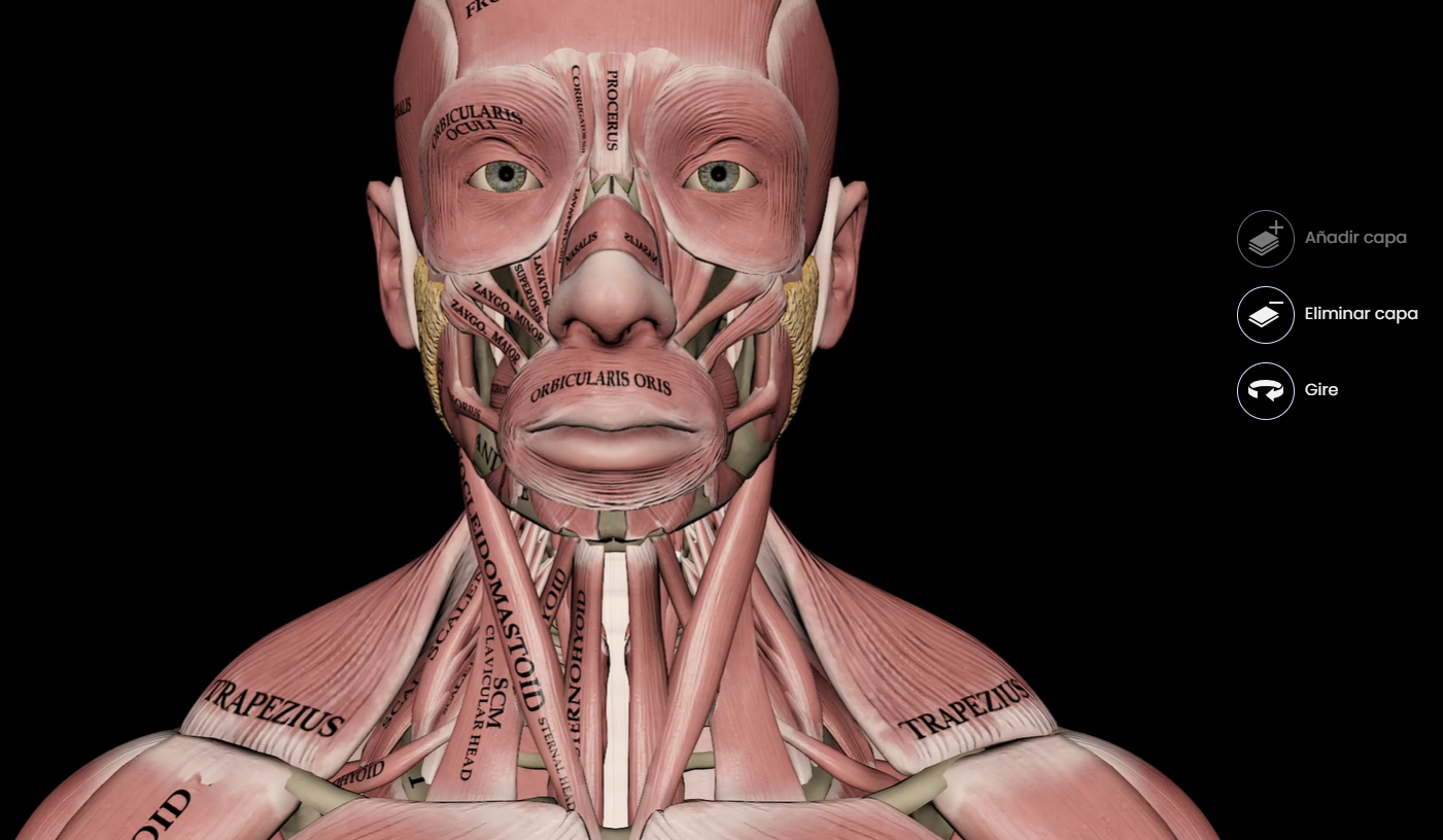 anatomia