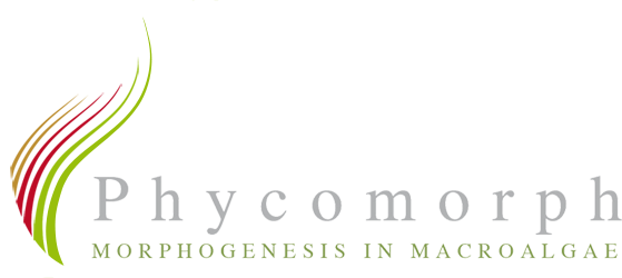 Phycomorph