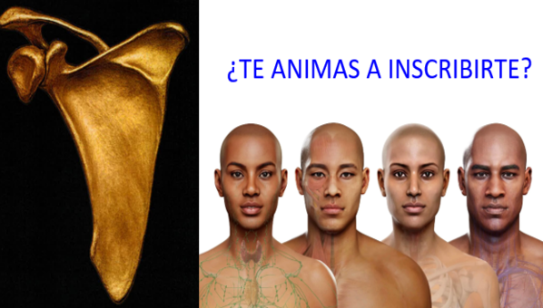 ¿Quieres participar en estos concursos de Anatomía?