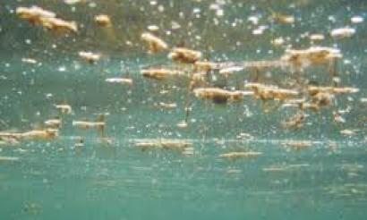 Prohibido el baño por la microalga «Ostreopsis ovata» en una playa de Gran Canaria